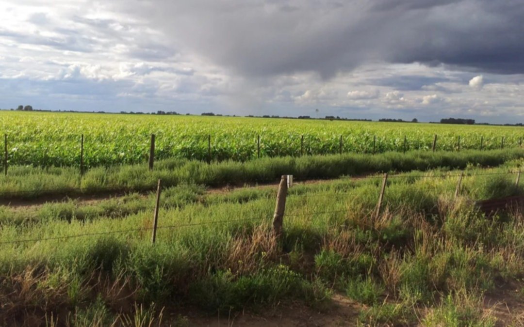 Alivio para el campo: llegaron las precipitaciones para la región pampeana