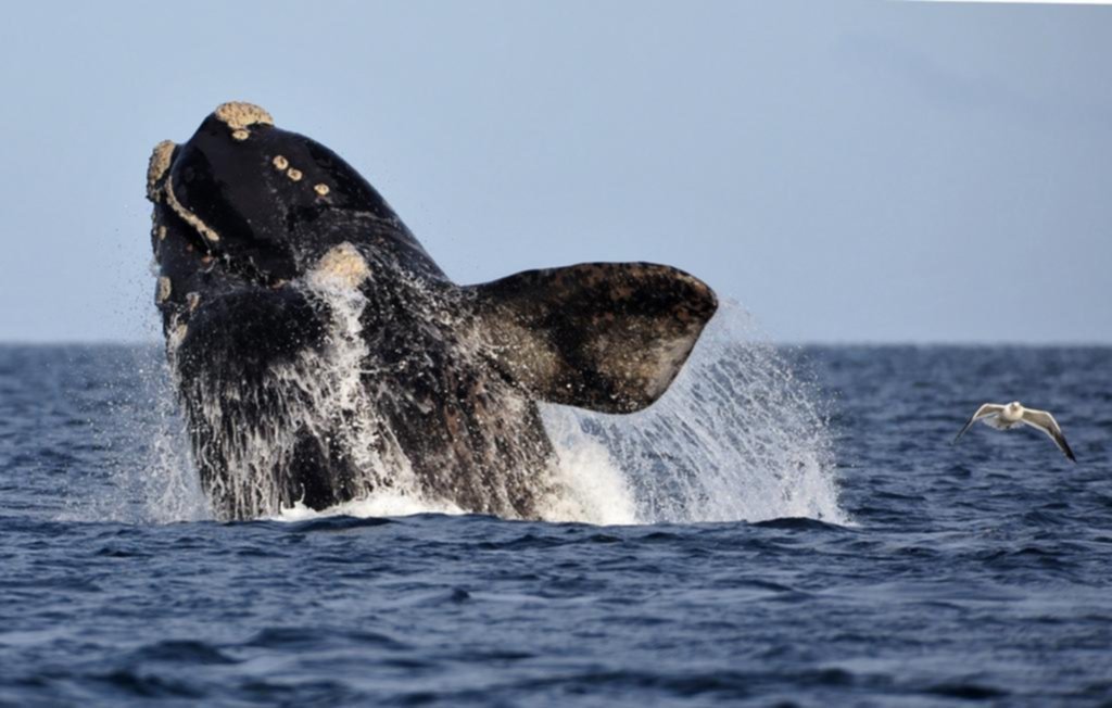 Rodocrosita, la ballena que visita la Península de Valdés desde 1971
