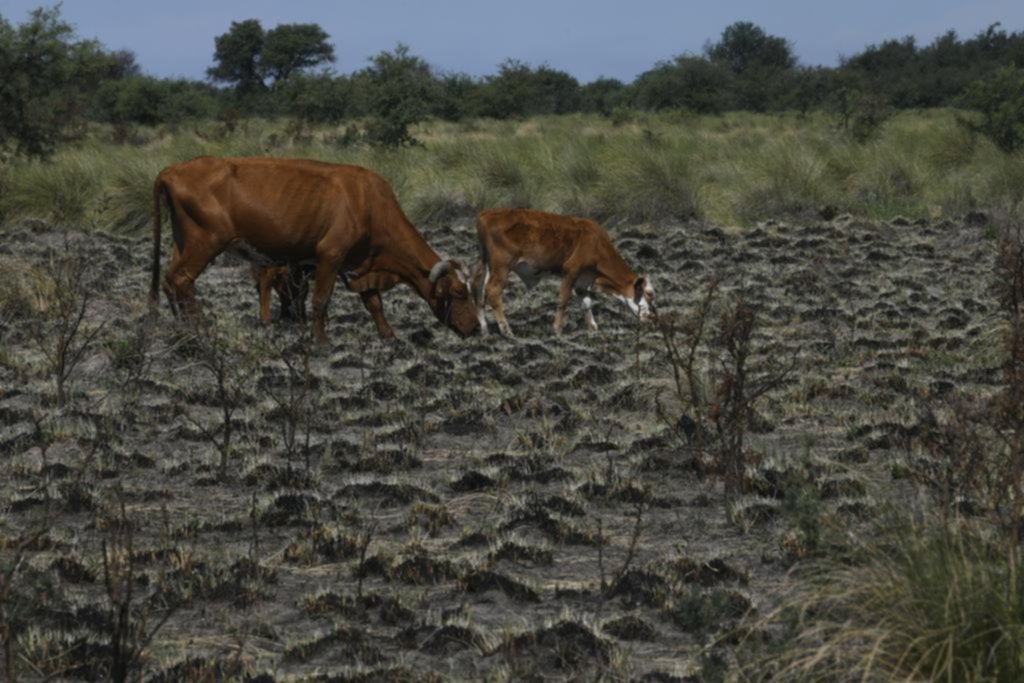 Historias de la sequía, que ya mató a miles de vacas y dañó cultivos