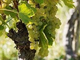 Cada año, se produce menos vino blanco