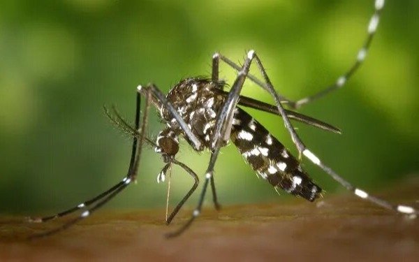 Dengue: Salud declaró alerta epidemiológica y piden extremar cuidados