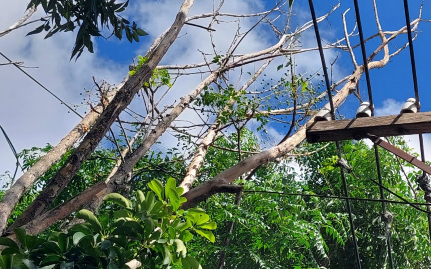 En Ringuelet denuncian que un árbol caído causa desperfectos en el tendido eléctrico