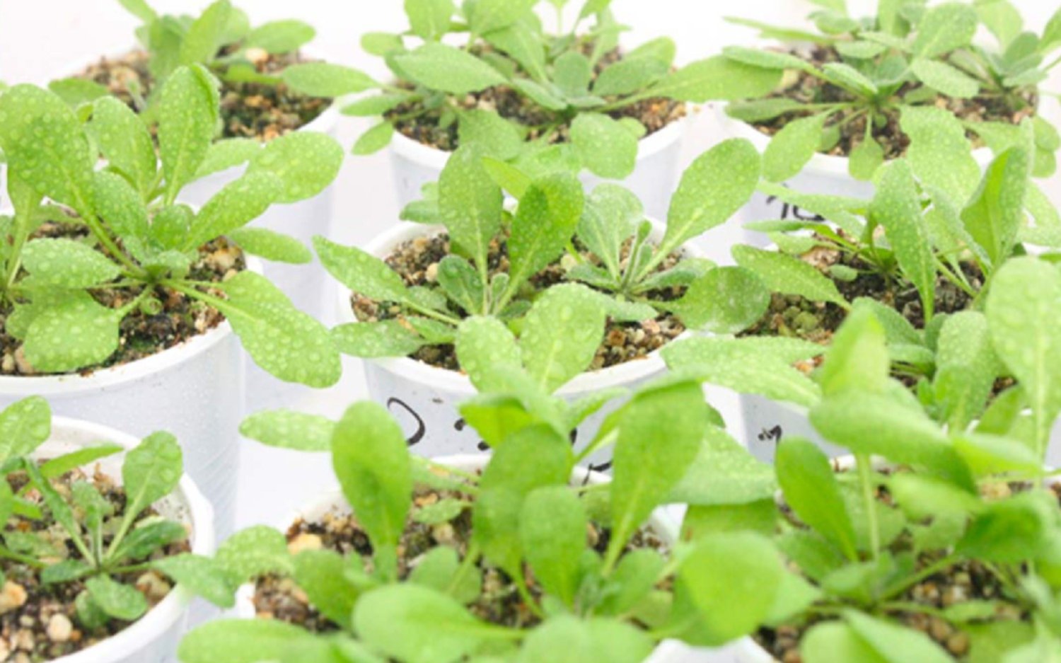 Investigan moléculas de raíces para desarrollar plantas "superadaptables" al clima