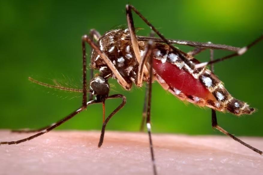 La invasión de mosquitos no afloja en la Región