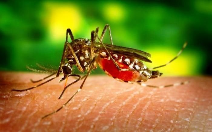 "Tenemos un brote de dengue": lanzan advertencia en La Plata en medio de la invasión de mosquitos