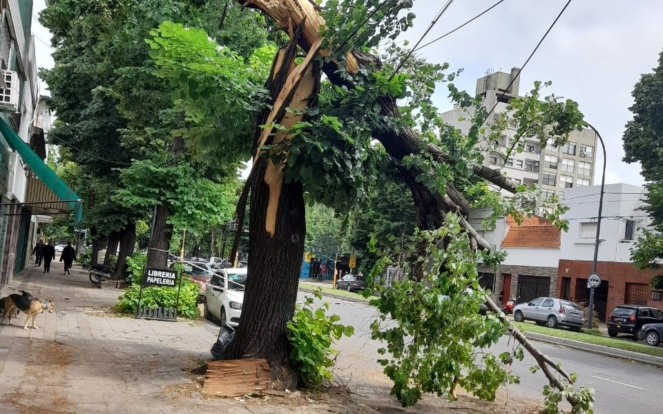 Un árbol a punto de caerse genera preocupación en los vecinos de Plaza Rocha