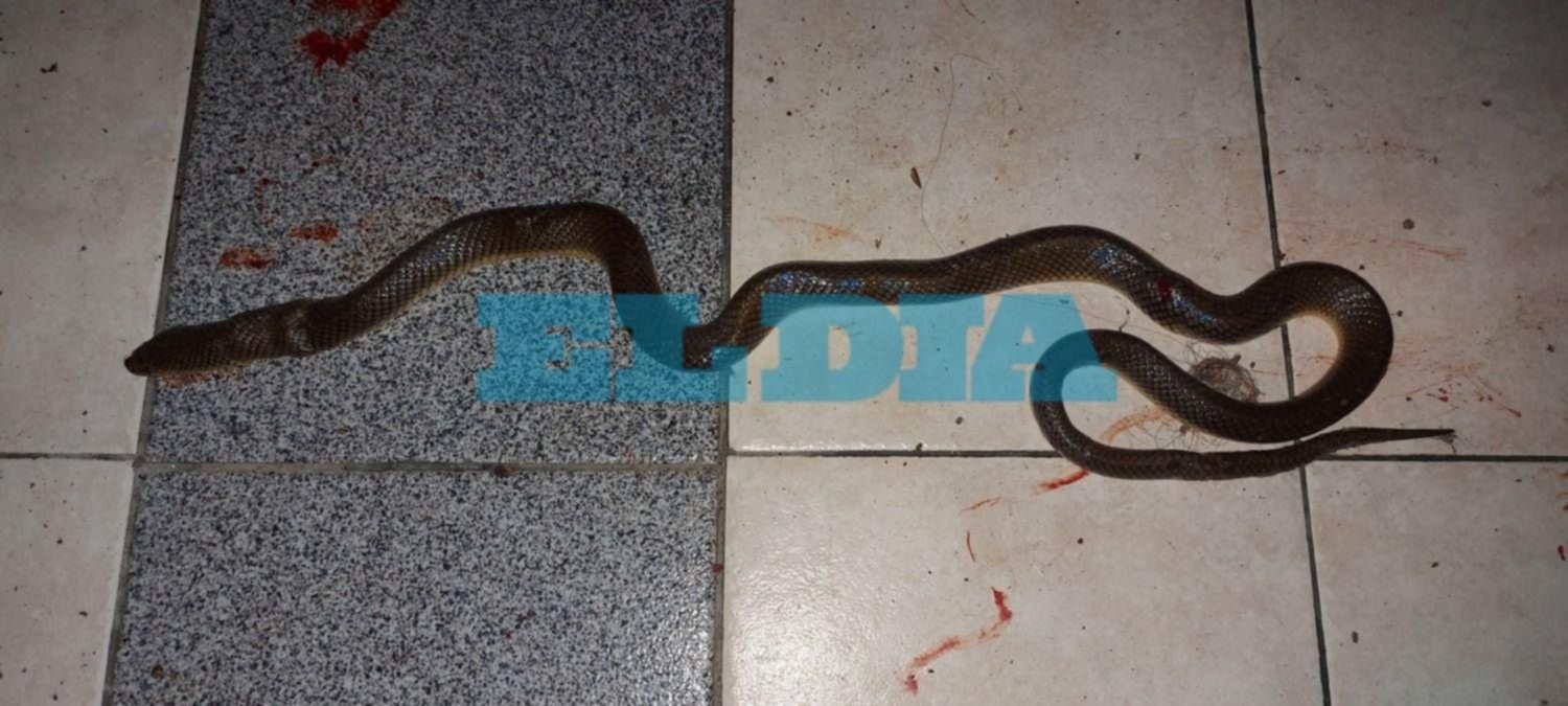 ¡Qué susto! Calentaba el agua para el mate y lo sorprendió una víbora de casi un metro en La Plata