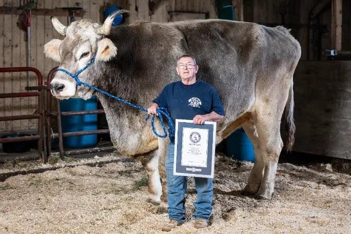Con 1,87 m, Tommy es el novillo más alto del mundo