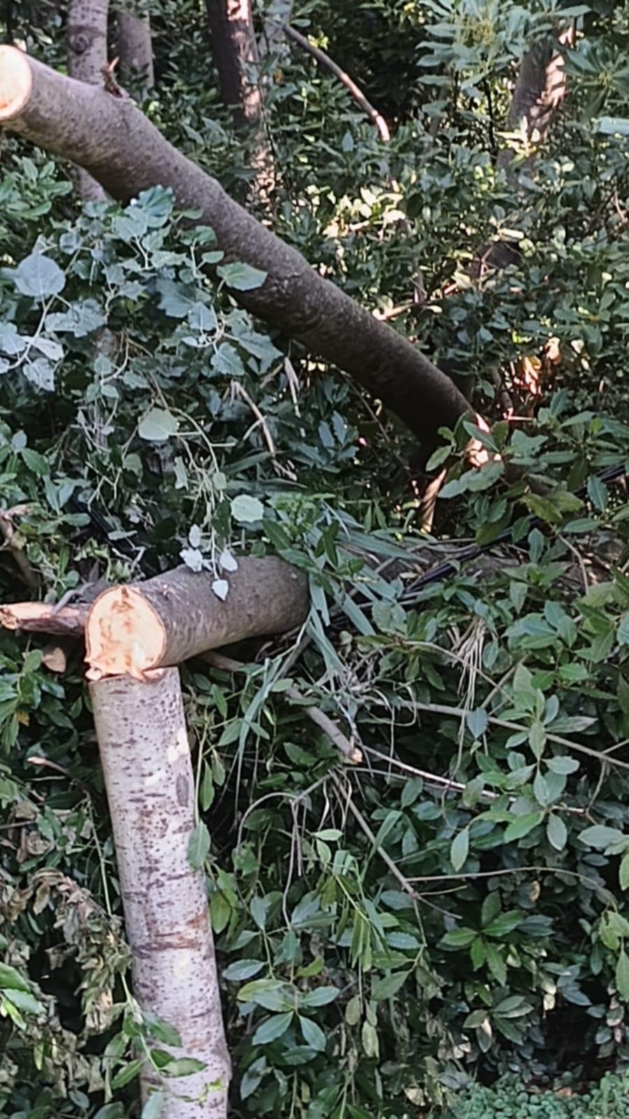 En Villa Elisa, un cable de la luz entre las ramas