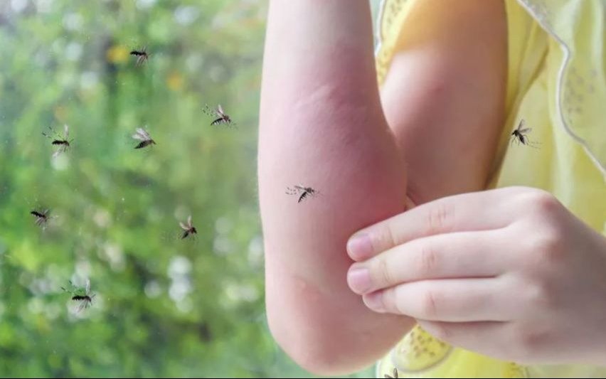 Invasión de mosquitos: cuál es la diferencia entre la picadura del dengue y del de la encefalitis equina