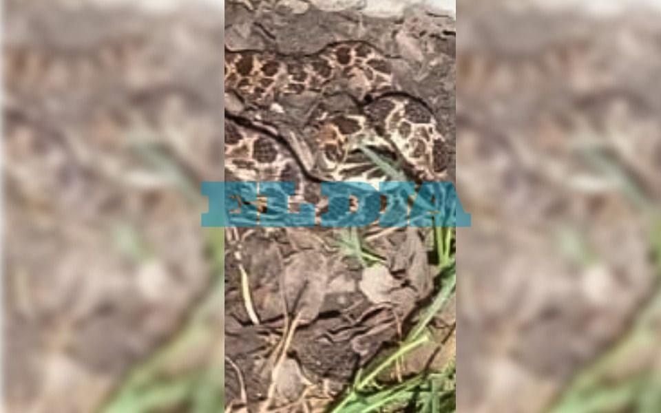 "¡Una víbora de 2 metros!": asombro en un barrio de La Plata por la aparición de una serpiente