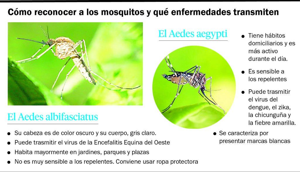 Qué se sabe de la mujer de La Plata que murió por Encefalitis Equina del Oeste: el mosquito que transmite la enfermedad y síntomas