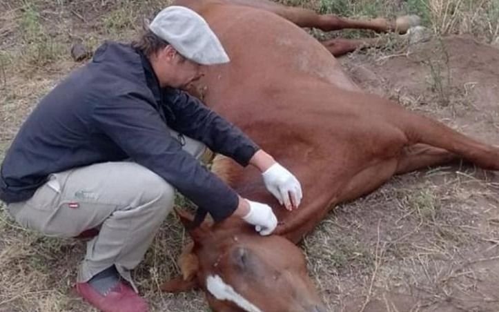 La Provincia lanza operativos en La Plata contra la encefalitis equina tras la muerte en Villa Elisa