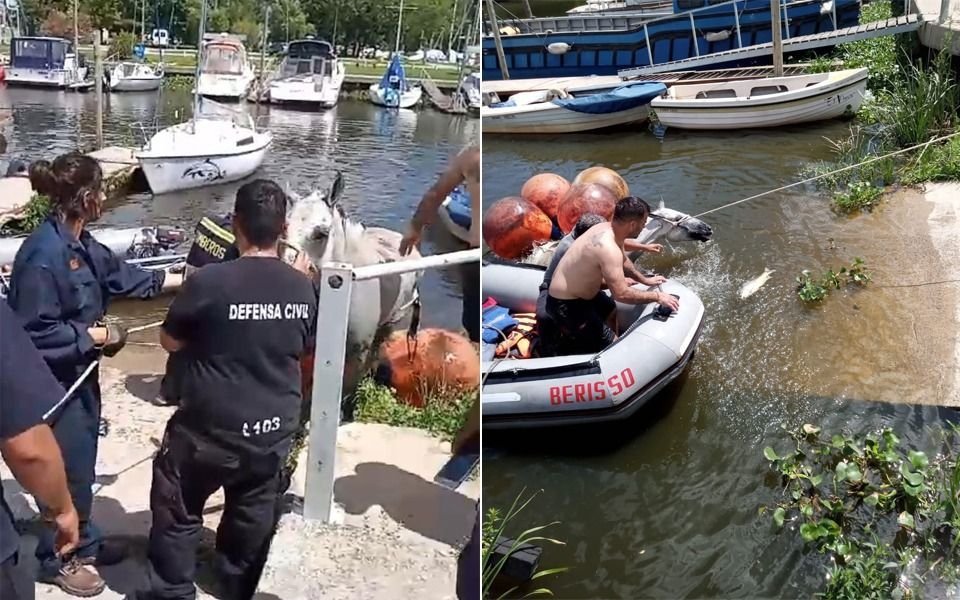 Dramático rescate de un caballo en el Club Náutico de Berisso