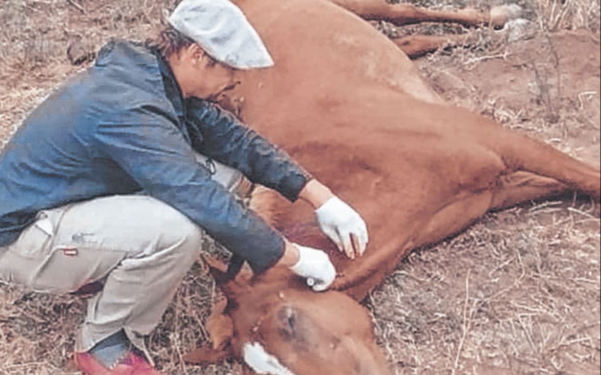 Repelente y operativos para frenar a los mosquitos y al virus equino