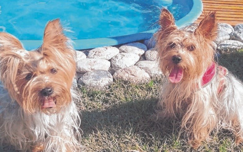Mientras los dueños van a trabajar hay perros que asisten a la guardería