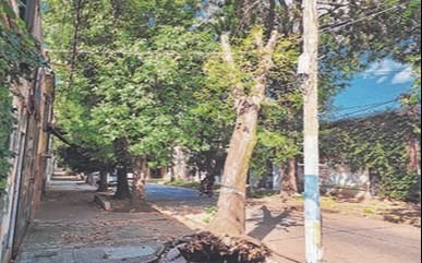 Un árbol en riesgo de caer en una calle de El Mondongo