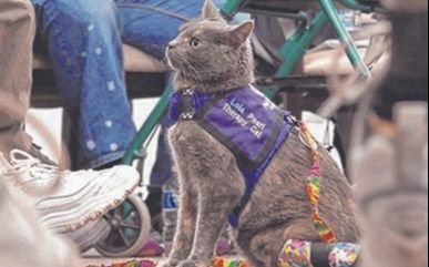Terapia con gatos para mejorar el bienestar