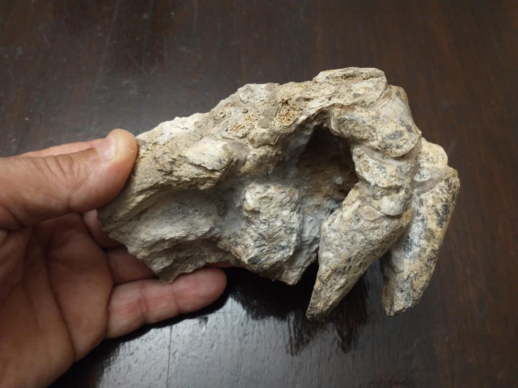 Encuentran restos fósiles de un animal que vivió hace 500.000 años