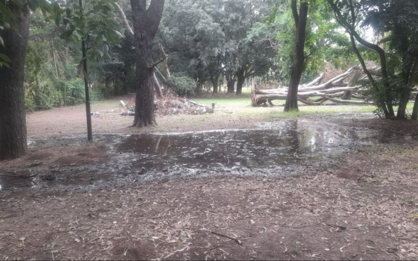 Una laguna en Parque San Martín