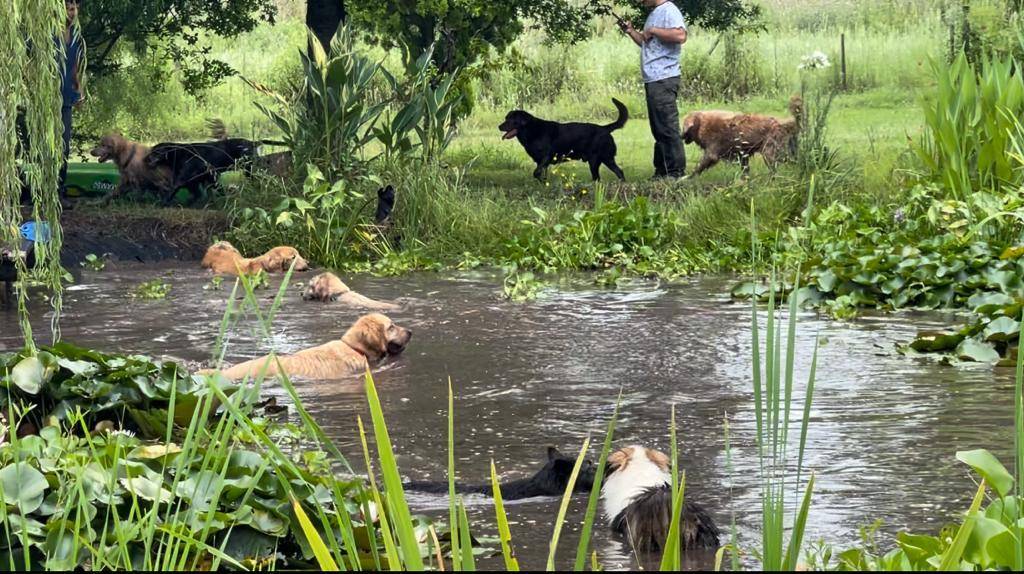 Vacaciones para mascotas: la guardería, de 5 a 12 mil pesos por día
