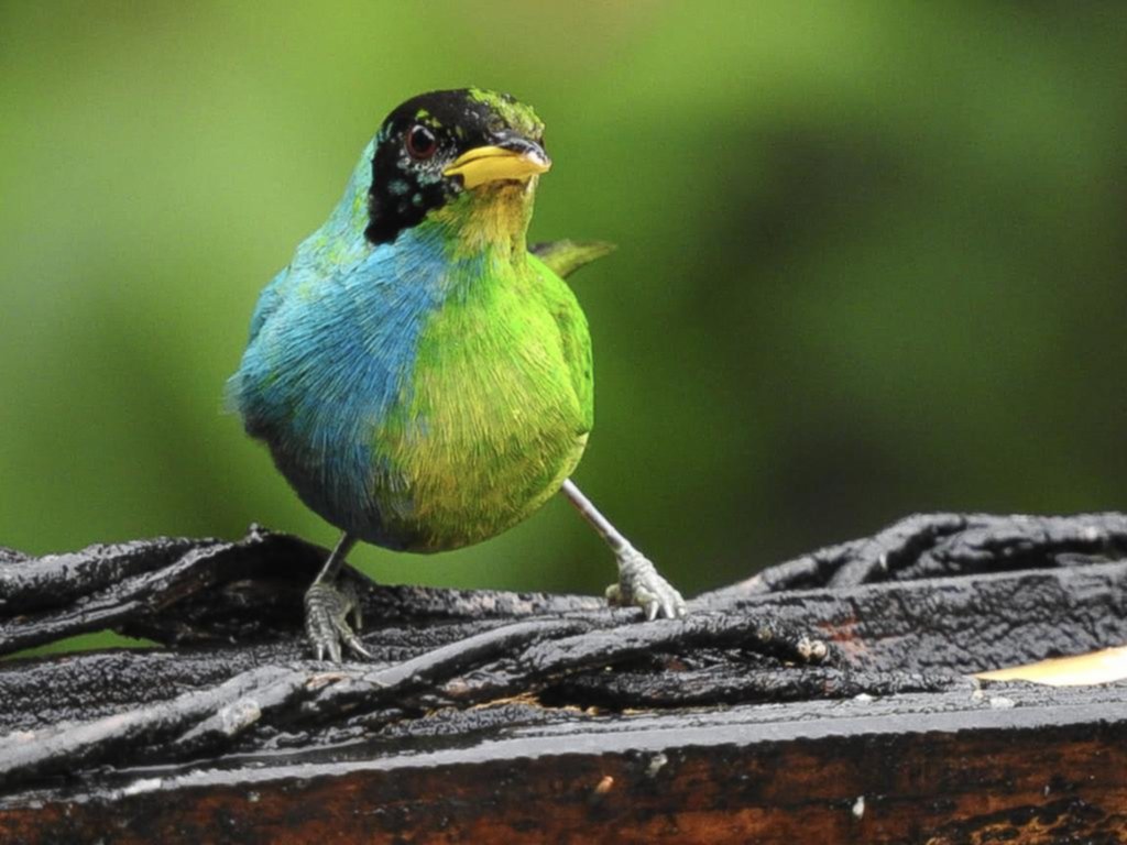 El extraño pájaro mitad macho y mitad hembra