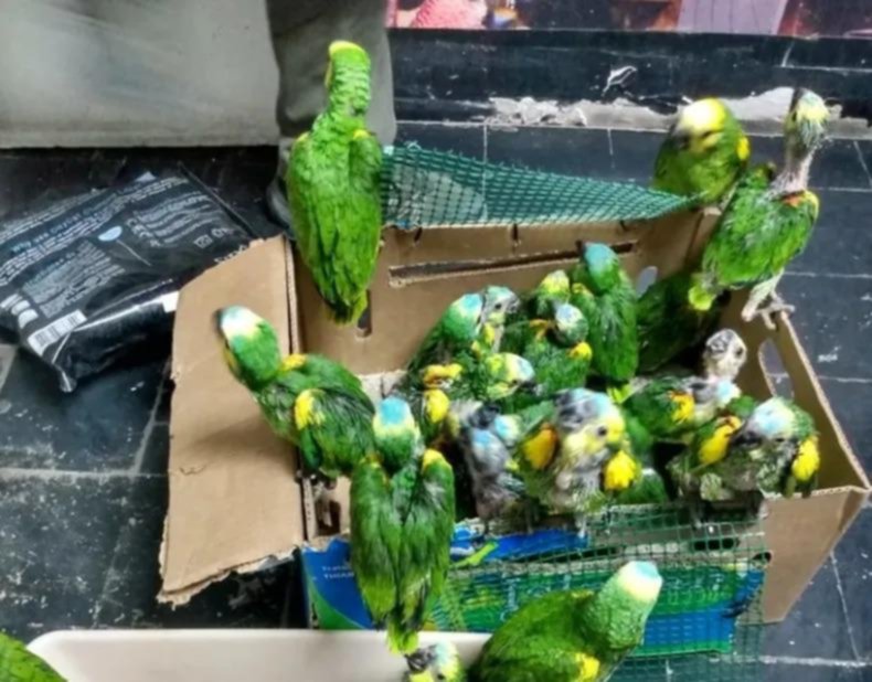 Desbaratan una red que vendía loros habladores