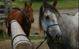Confirmaron la segunda muerte por encefalitis equina en la Provincia