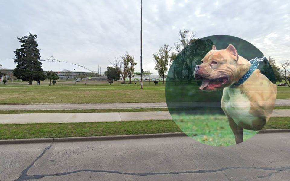 La Plata: hacía ejercicio en la rambla de la avenida 32 y lo atacó un pitbull