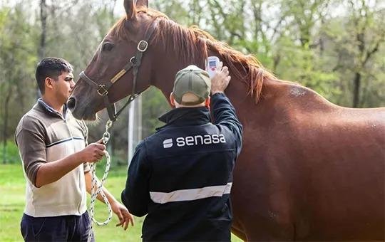 Por el virus de los caballos ordenan la vacunación masiva en el país