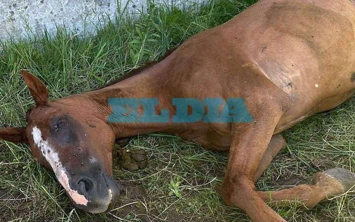Denuncia vecinal en Berisso por un caballo que “se está muriendo”: “Es maltrato animal y nadie se hace cargo”