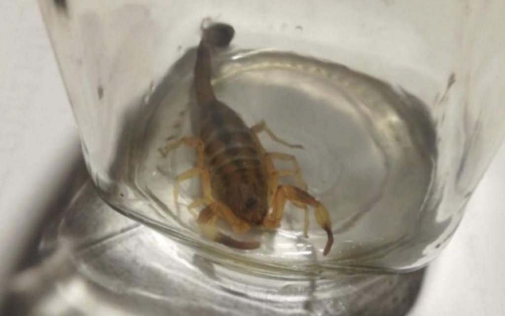 Alerta por la aparición de alacranes en La Plata: vecinos aseguran "no dormir tranquilos" y conviven con temor a una picadura