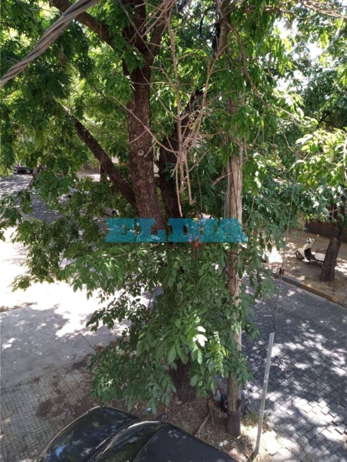 Urgente pedido de poda de un árbol que tiene en vilo a una familia y a vecinos en La Plata 