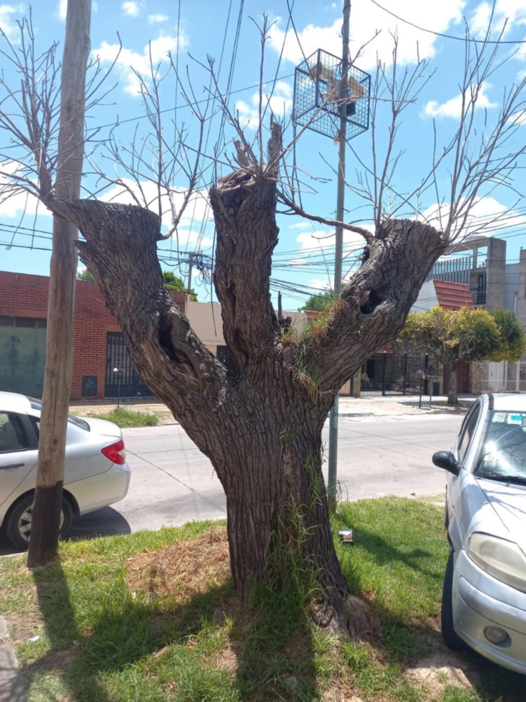 Preocupación por la “inminente” caída de un árbol en El Mondongo