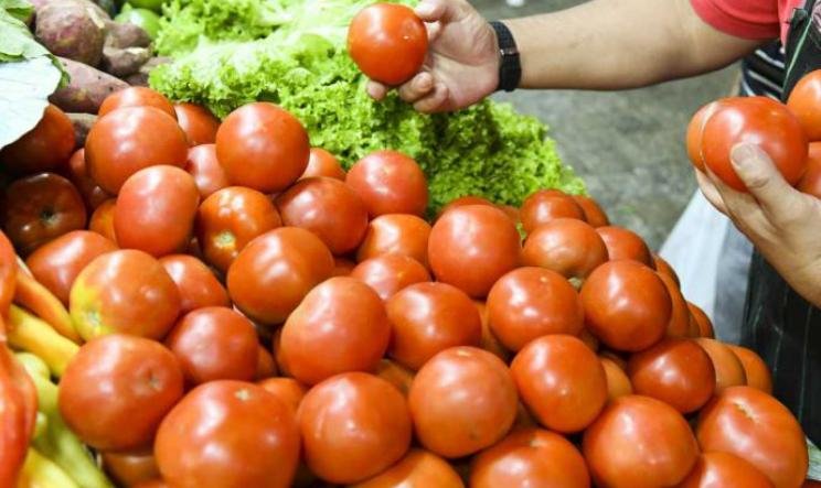 Alerta por el tomate en La Plata: ante la amenaza de una plaga chilena