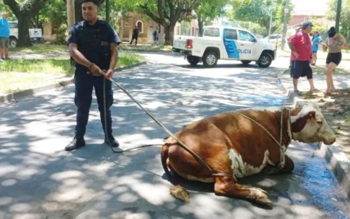 Viral | "Valiente" será trasladada a un santuario: la vaca que escapó de un camión cuando era llevada al matadero