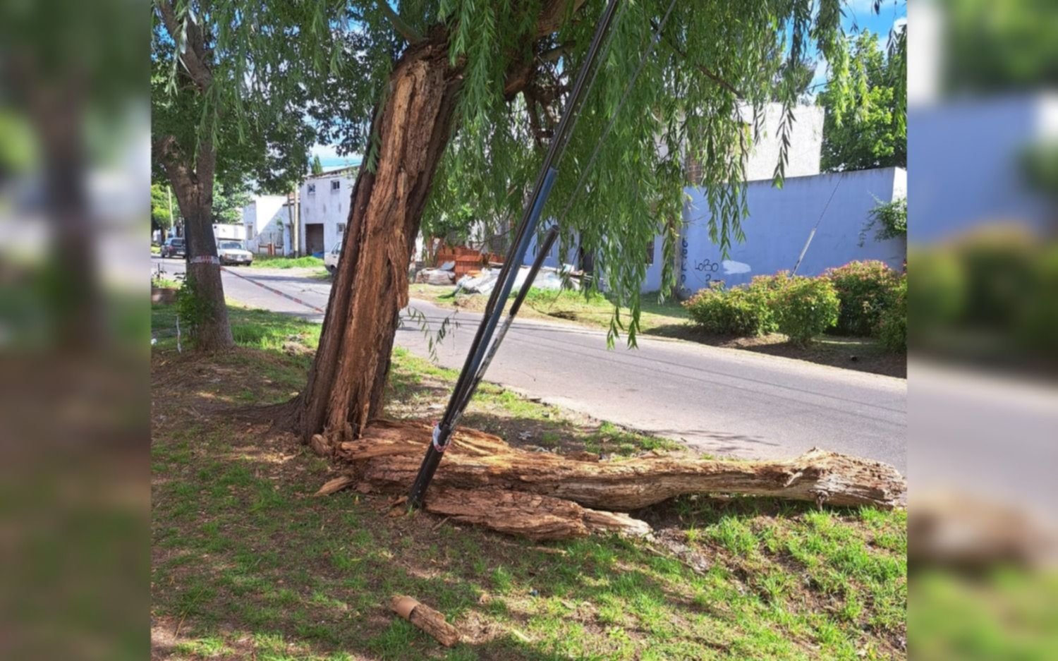 Los Hornos: se cayó parte de un árbol y los vecinos temen que haya un accidente