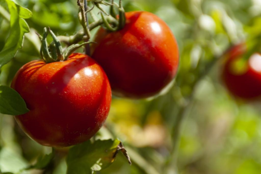 Barrera sanitaria al tomate de Chile por la plaga: ¿la solución a la problemática?