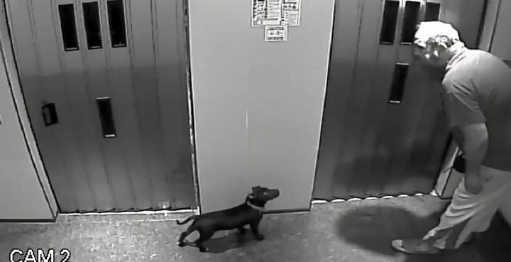 Maltrató a su perrito, amenazó a sus vecinos y terminó tras las rejas