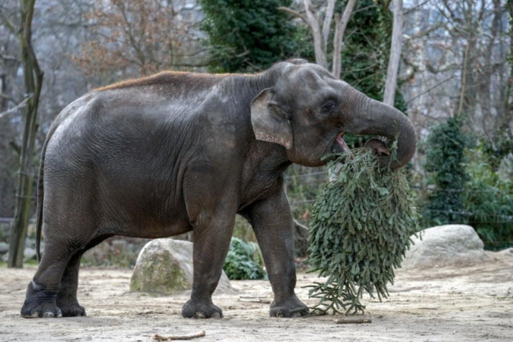 Árboles de Navidad: el “menú” de los elefantes en Berlín