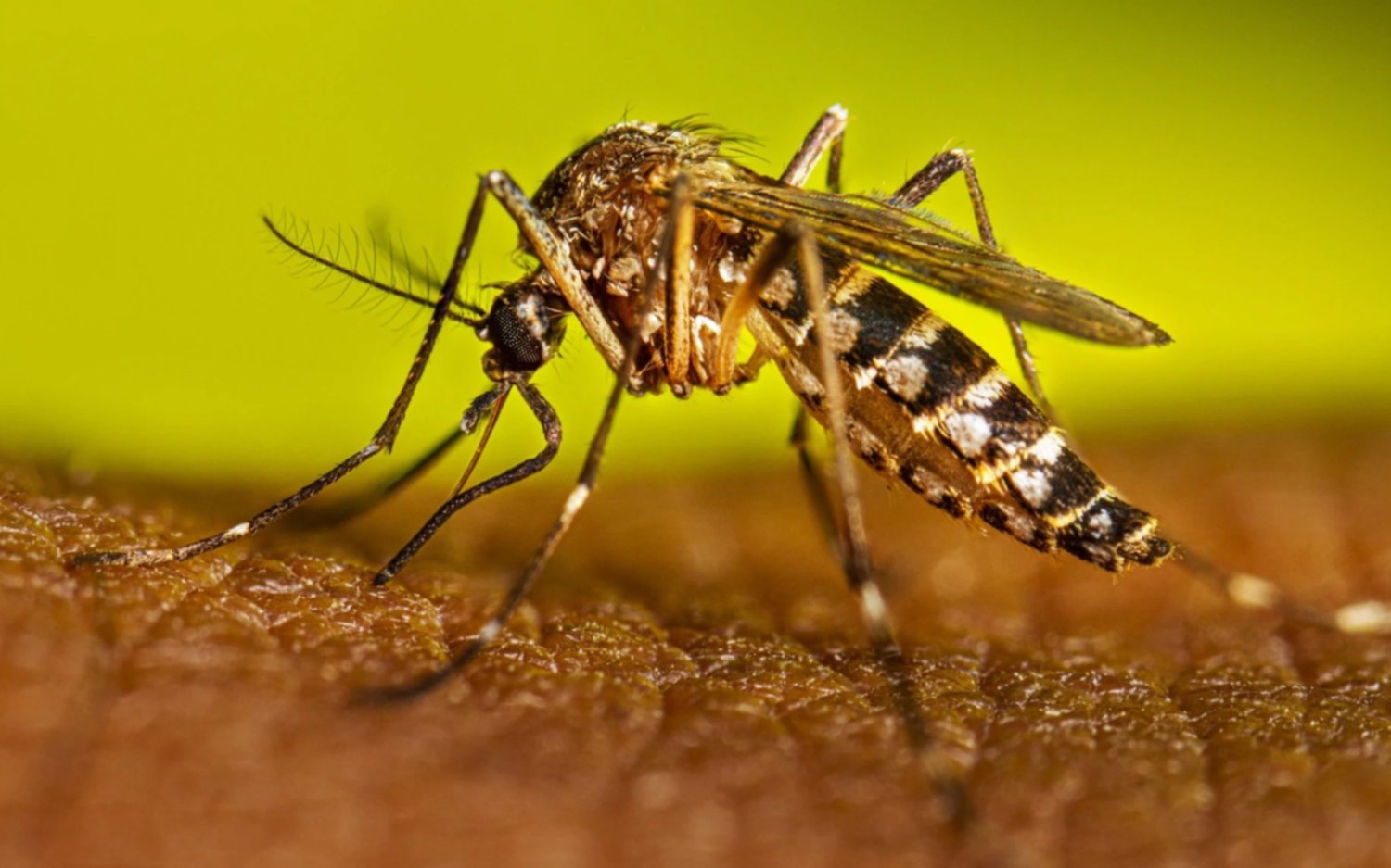 El dengue y sus cuidados: cómo impacta en La Plata y en la Provincia en el comienzo del 2025