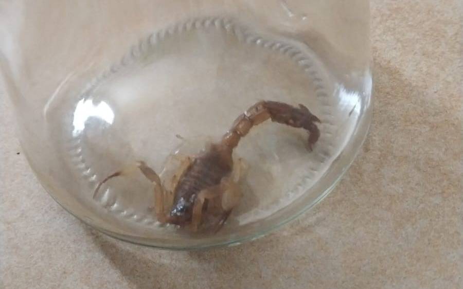 Preocupación en una zona de La Plata por la presencia de alacranes: qué hacer y cómo prevenirlos