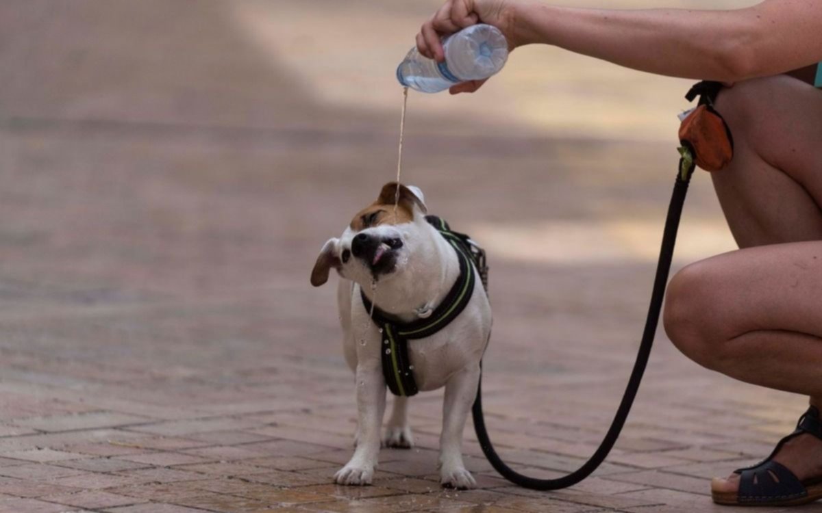 Jueves con temperatura agobiante: ¿y el alivio para cuándo?