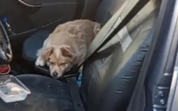 Perro rescatado de un auto en pleno sofoco 