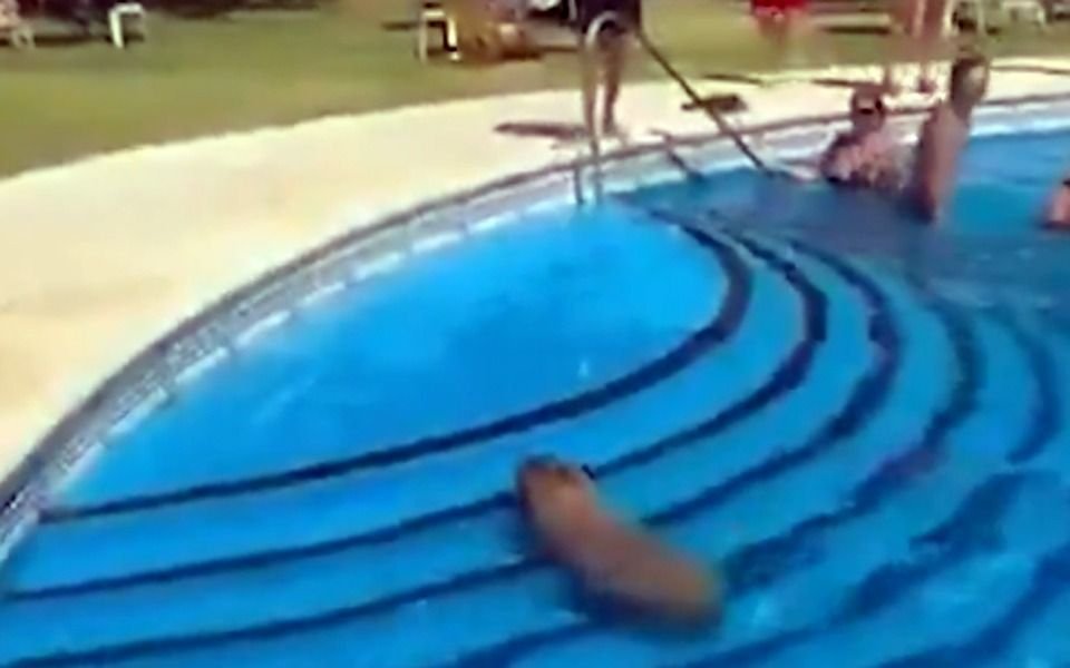 VIDEO. Carpincho al agua: se lanzó a la exclusiva piscina de un club privado en San Isidro