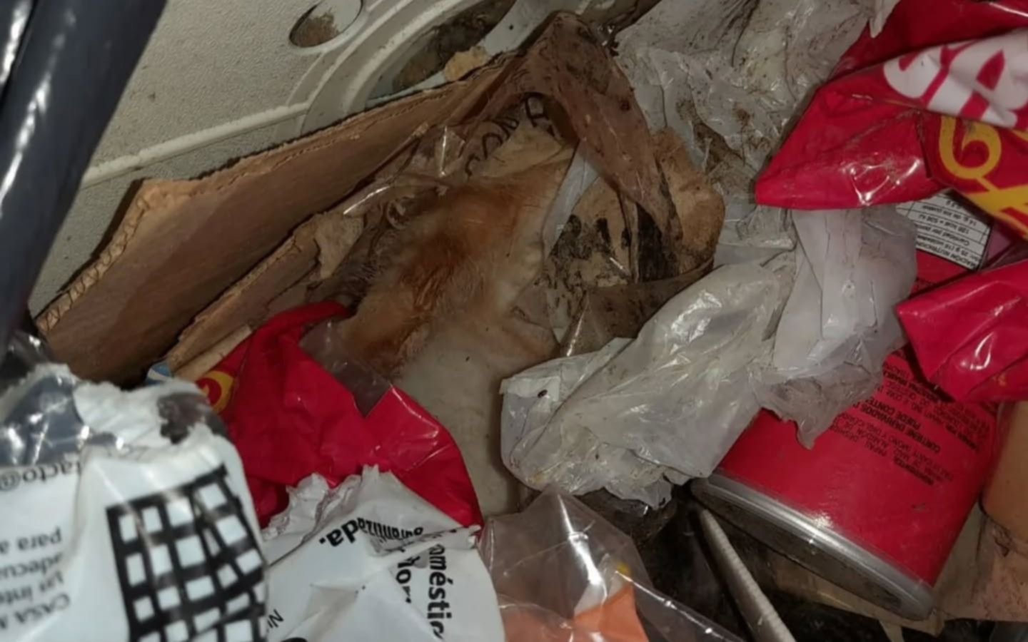 Imágenes sensibles | Denuncian que sacrificaron gatos en un supermercado chino en La Plata