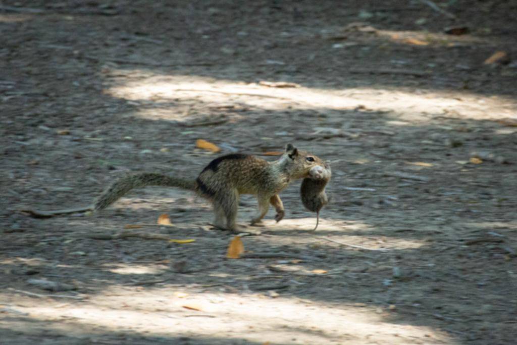 Las adorables y simpáticas ardillas aman comer ratones