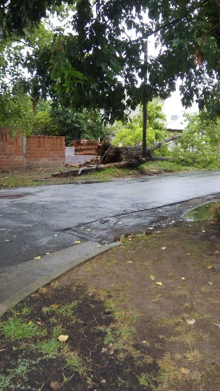 Susto en Los Hornos por la caída de un árbol de gran porte en 64 y 135