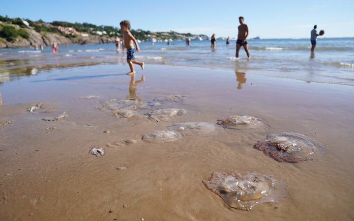 Invasión de tapiocas en la Costa Atlántica: qué son y qué hacer ante una picadura