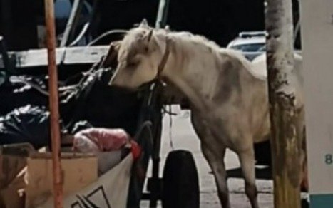 Rescatan a caballo tras sufrir maltrato extremo en Quilmes Oeste